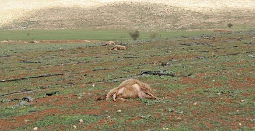 Des colons sionistes empoisonnent 13 brebis près d'Aqraba